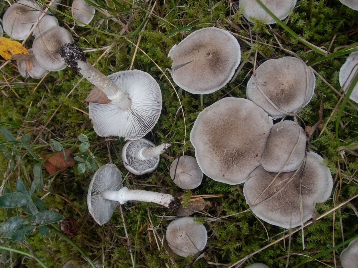 Поплавок серый гриб