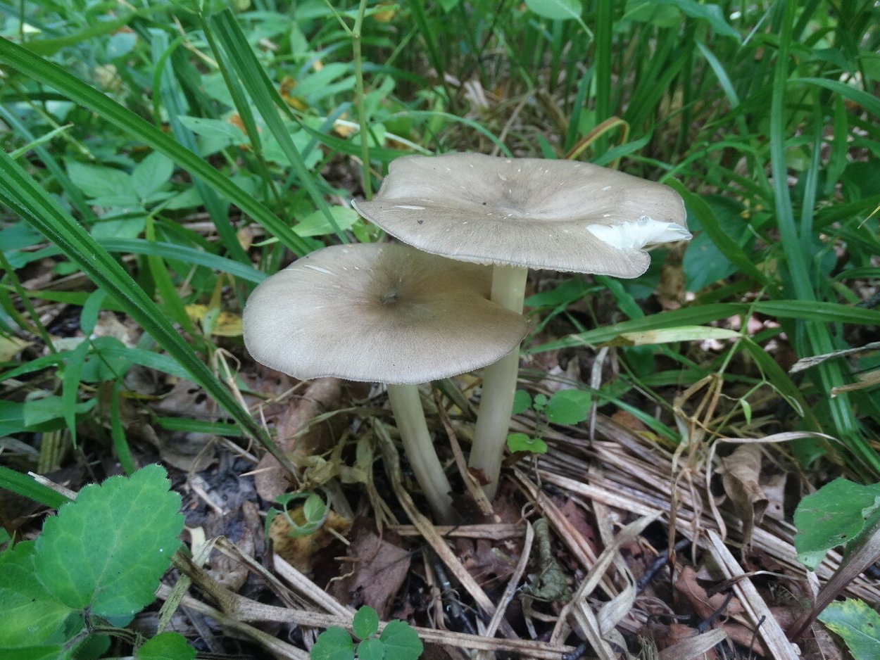 Грибы рядовки Белгородчины