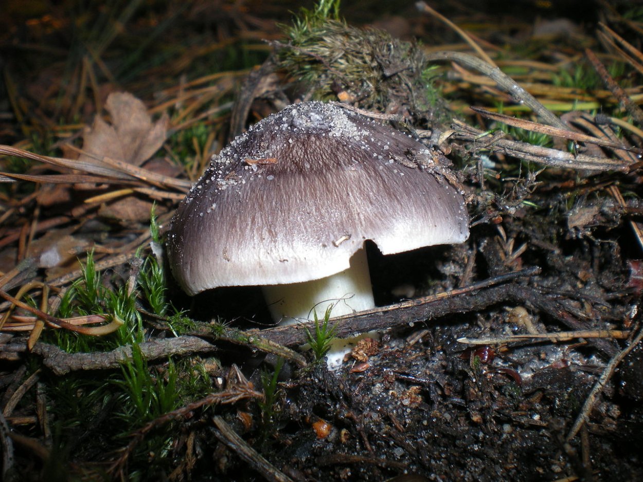 Млечник гриб серушка