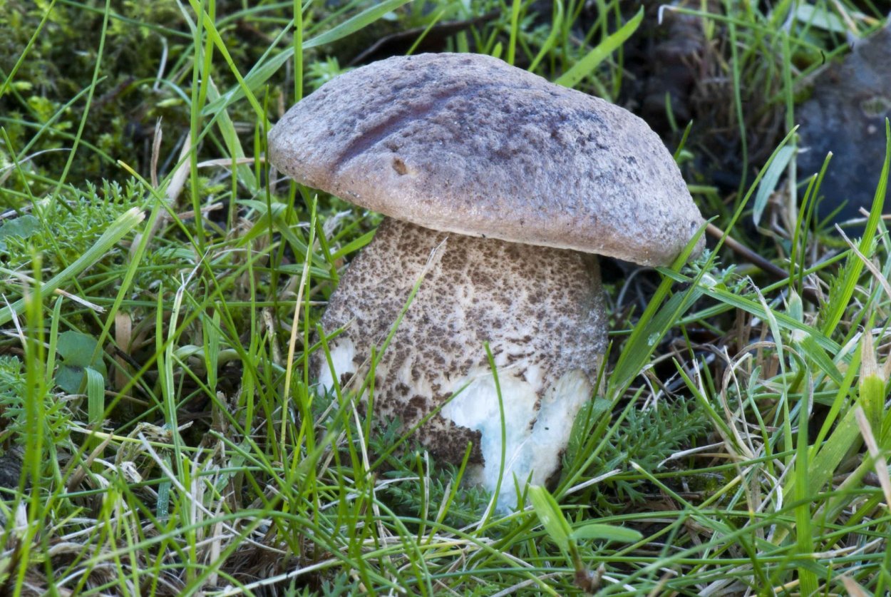 Боровик с черной шляпкой