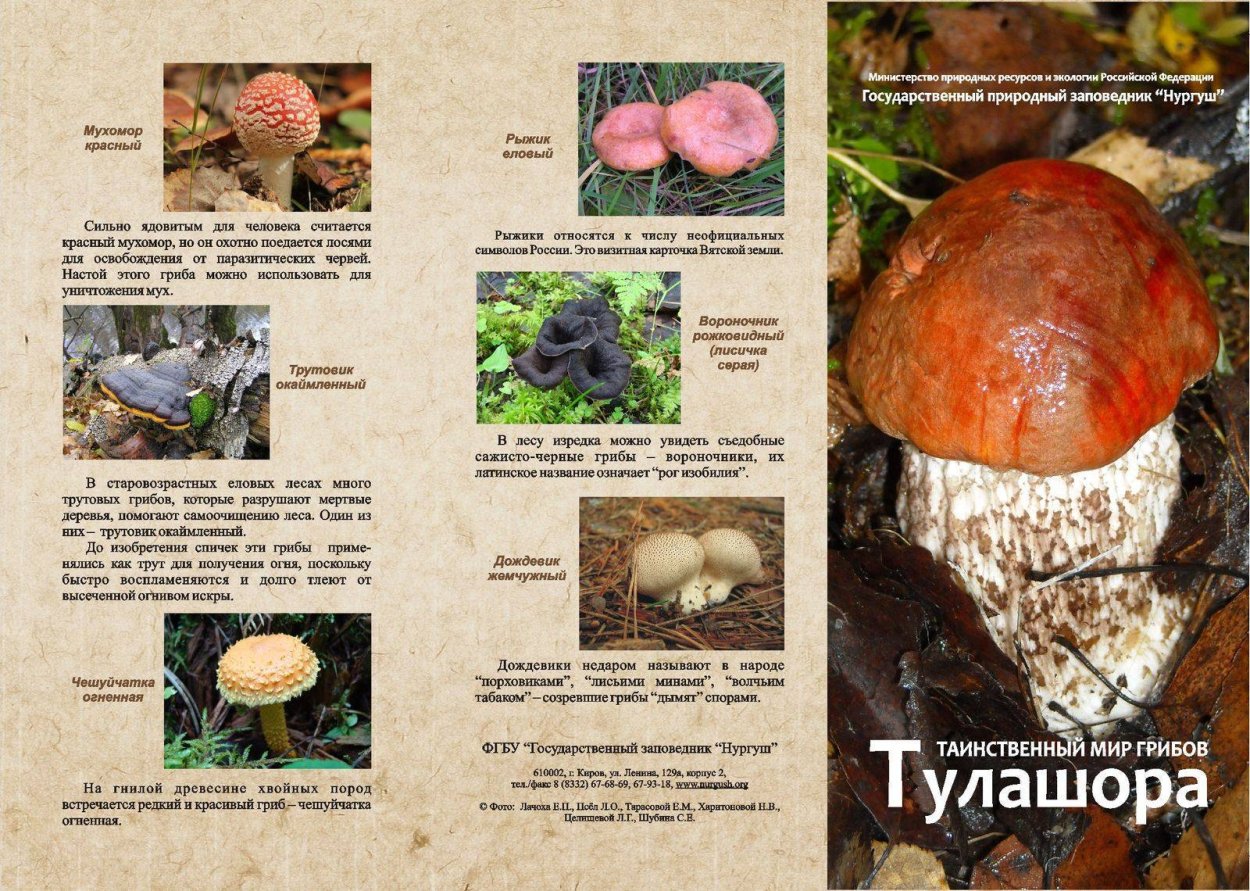 Осенние грибы Кубани