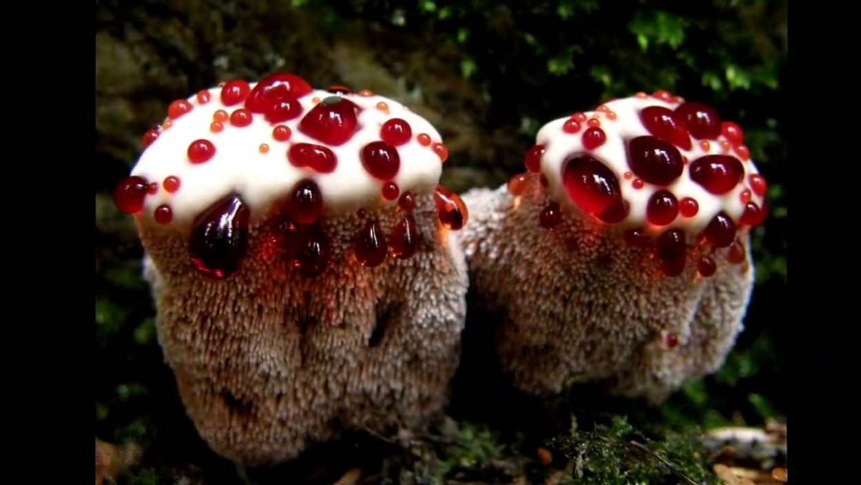Антурус Арчера (Clathrus archeri)