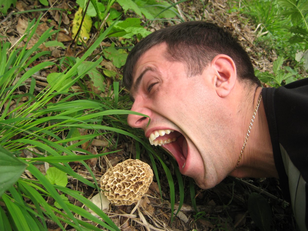 Темный лес the Woods 2005