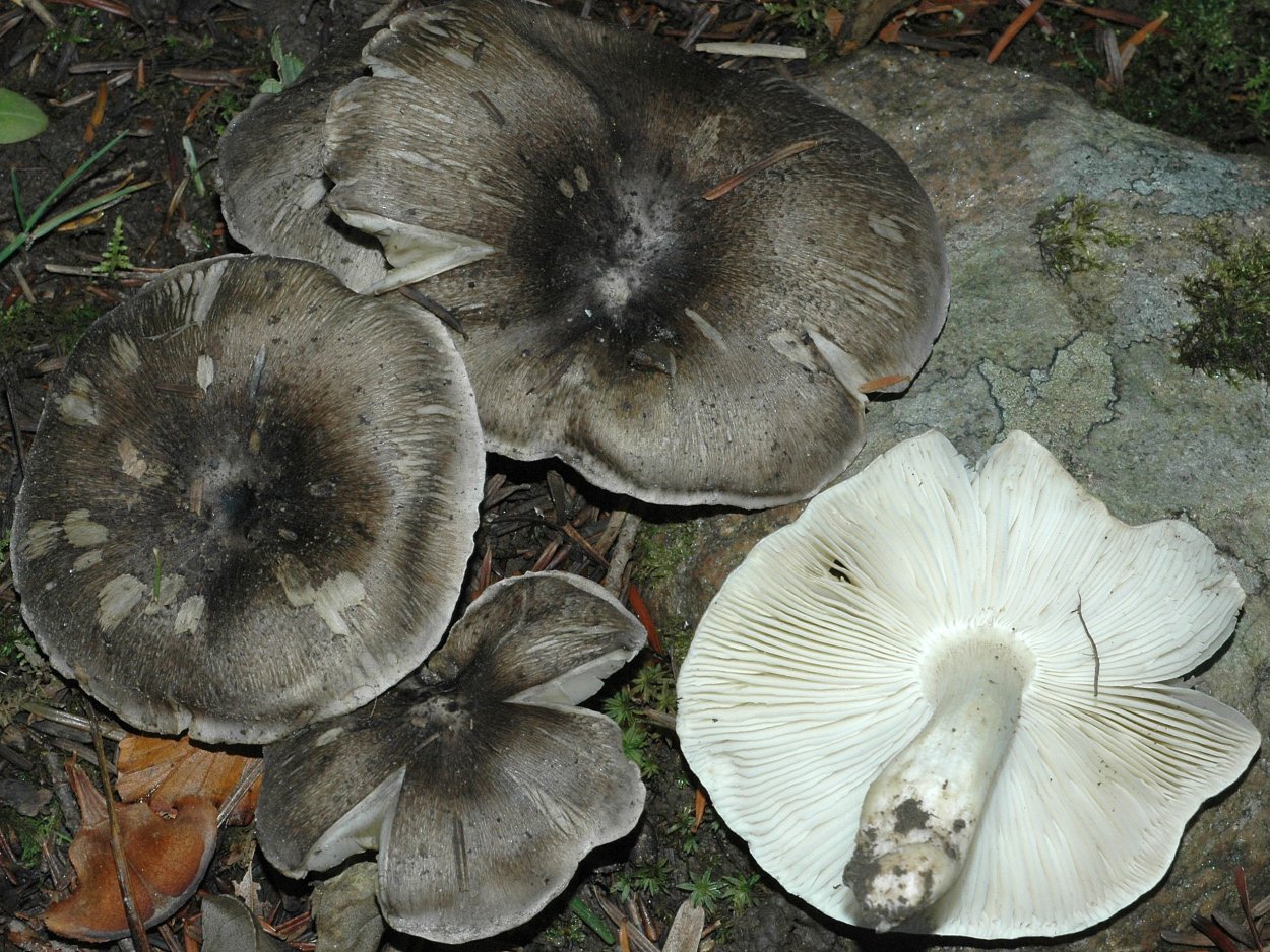 Рядовка серая Tricholoma portentosum.