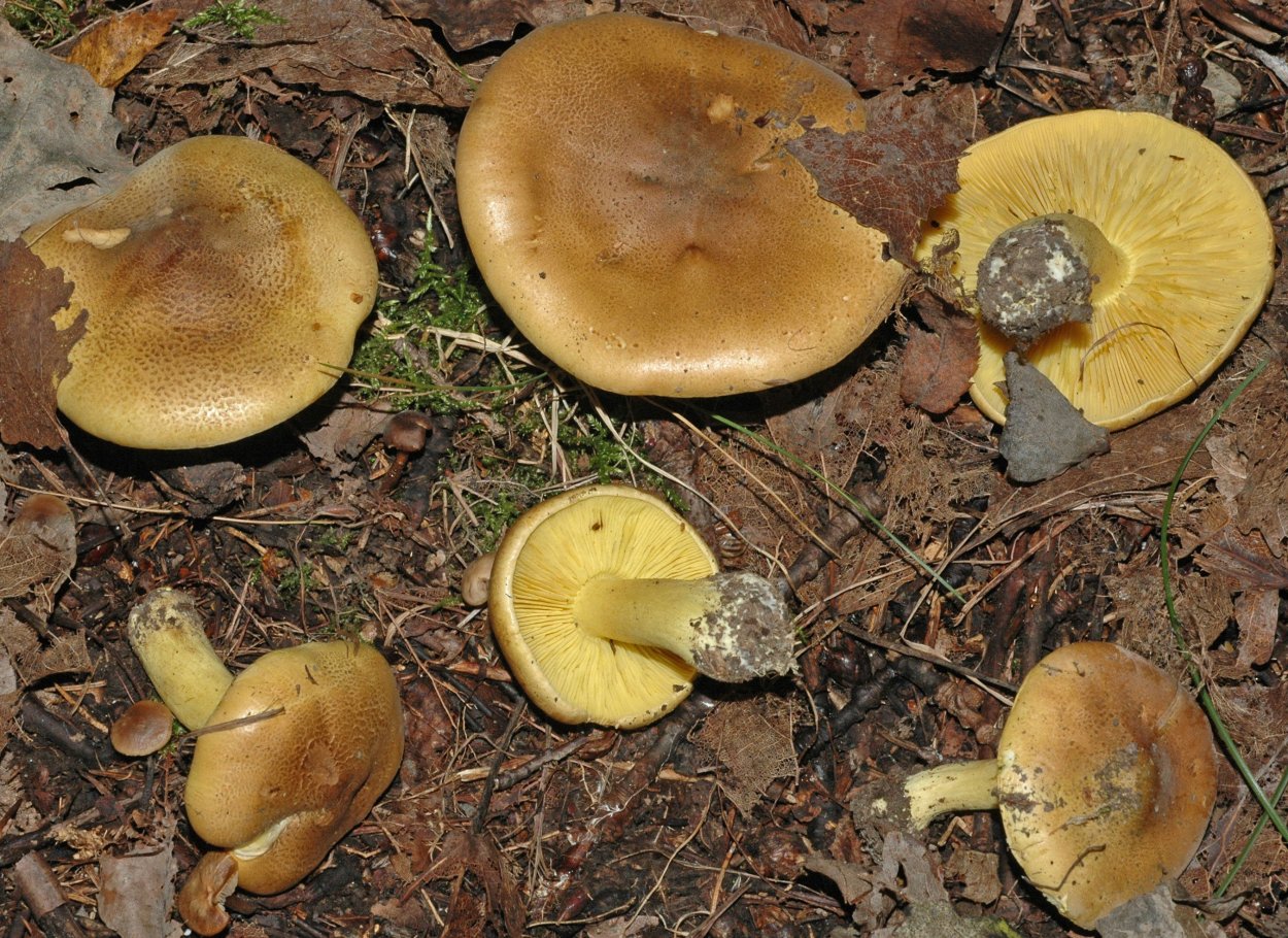 Зеленушки серушки рядовки