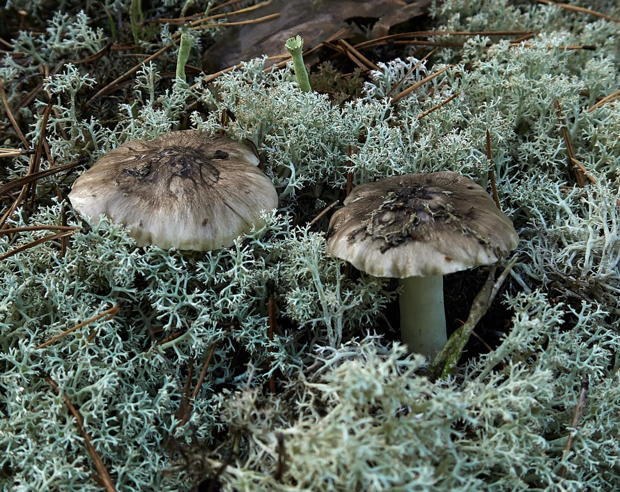 Подзеленки грибы