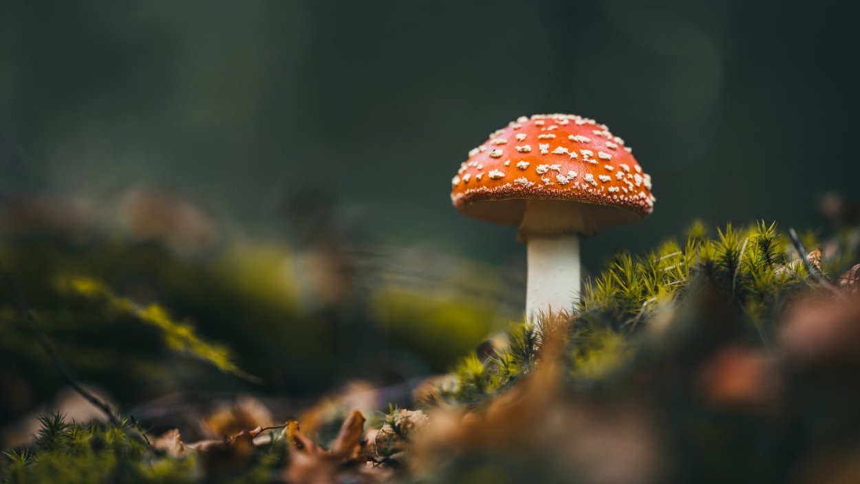 Обои с мухоморами