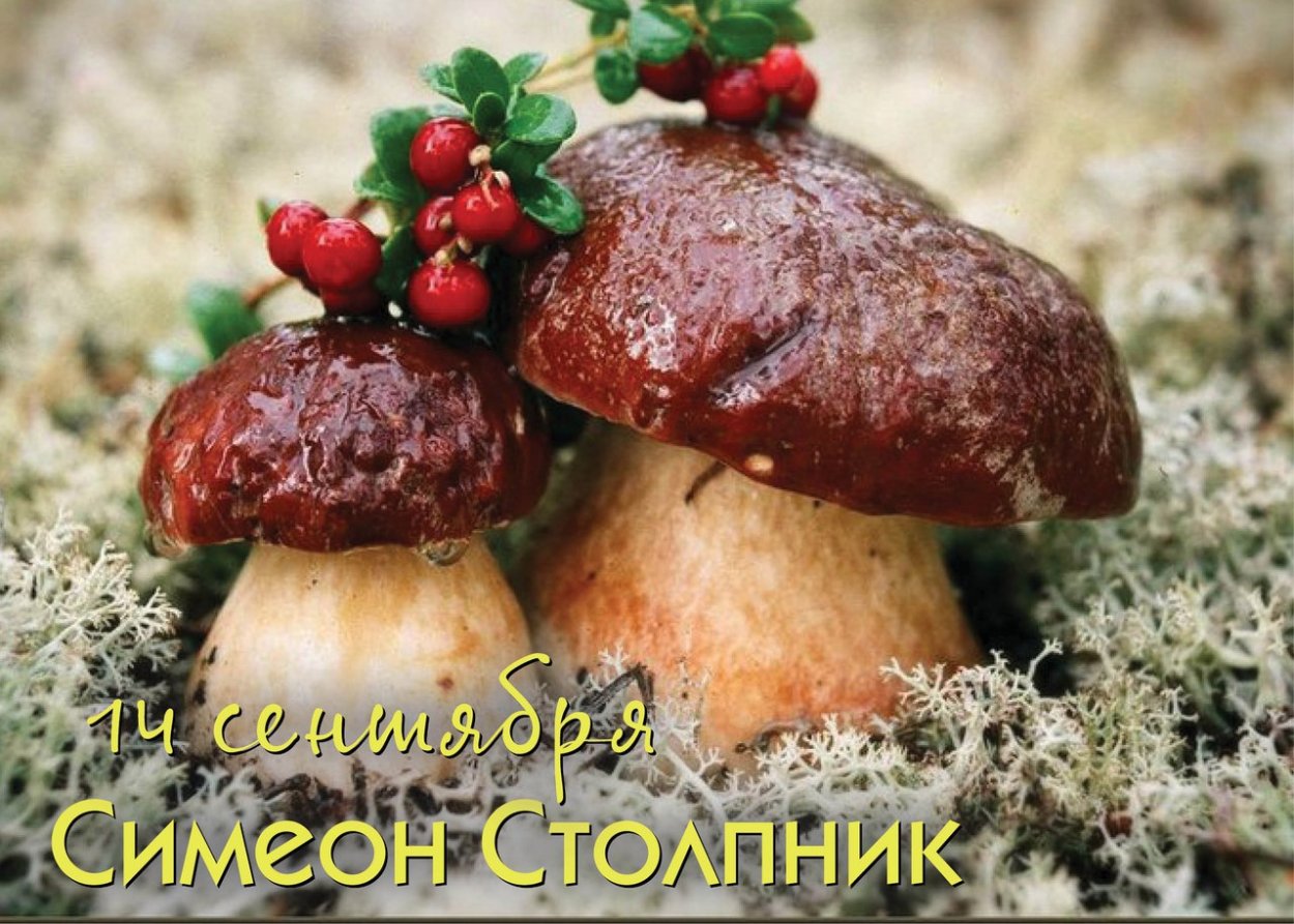 Самые вкусные грибы в России
