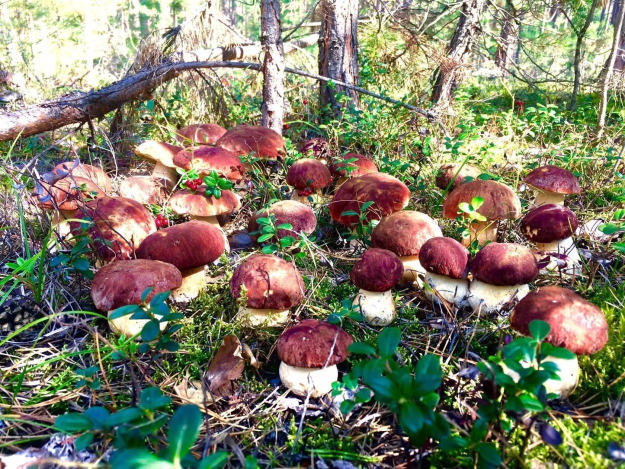 Лесная Поляна с грибами