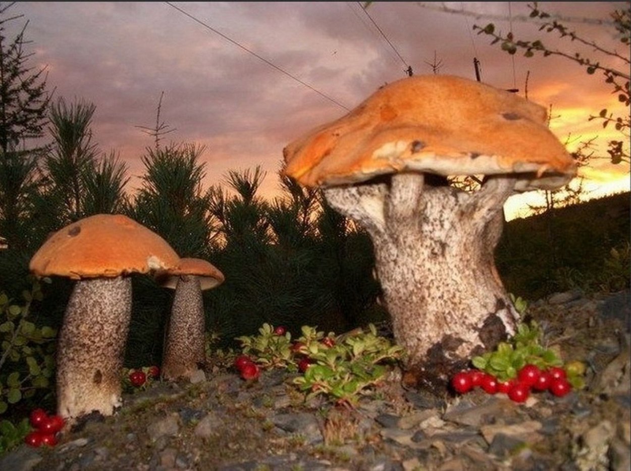 Чернобыль мутация грибы