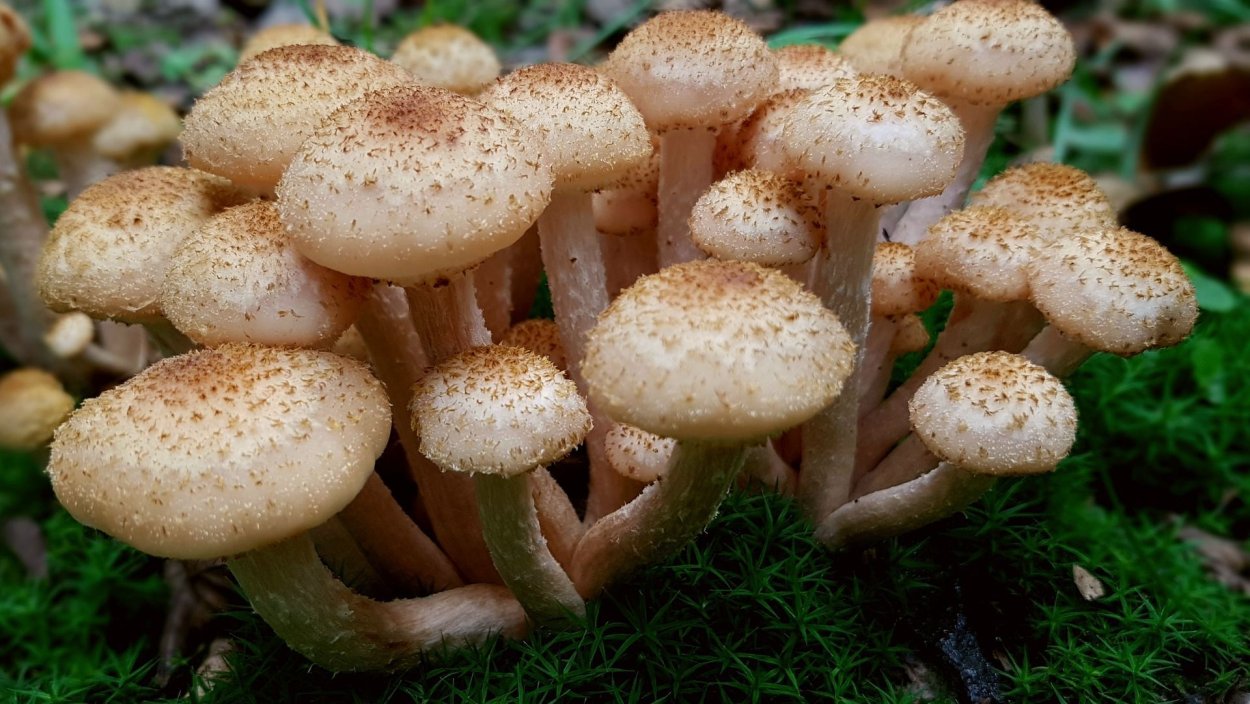 Опёнок осенний (Armillaria mellea)