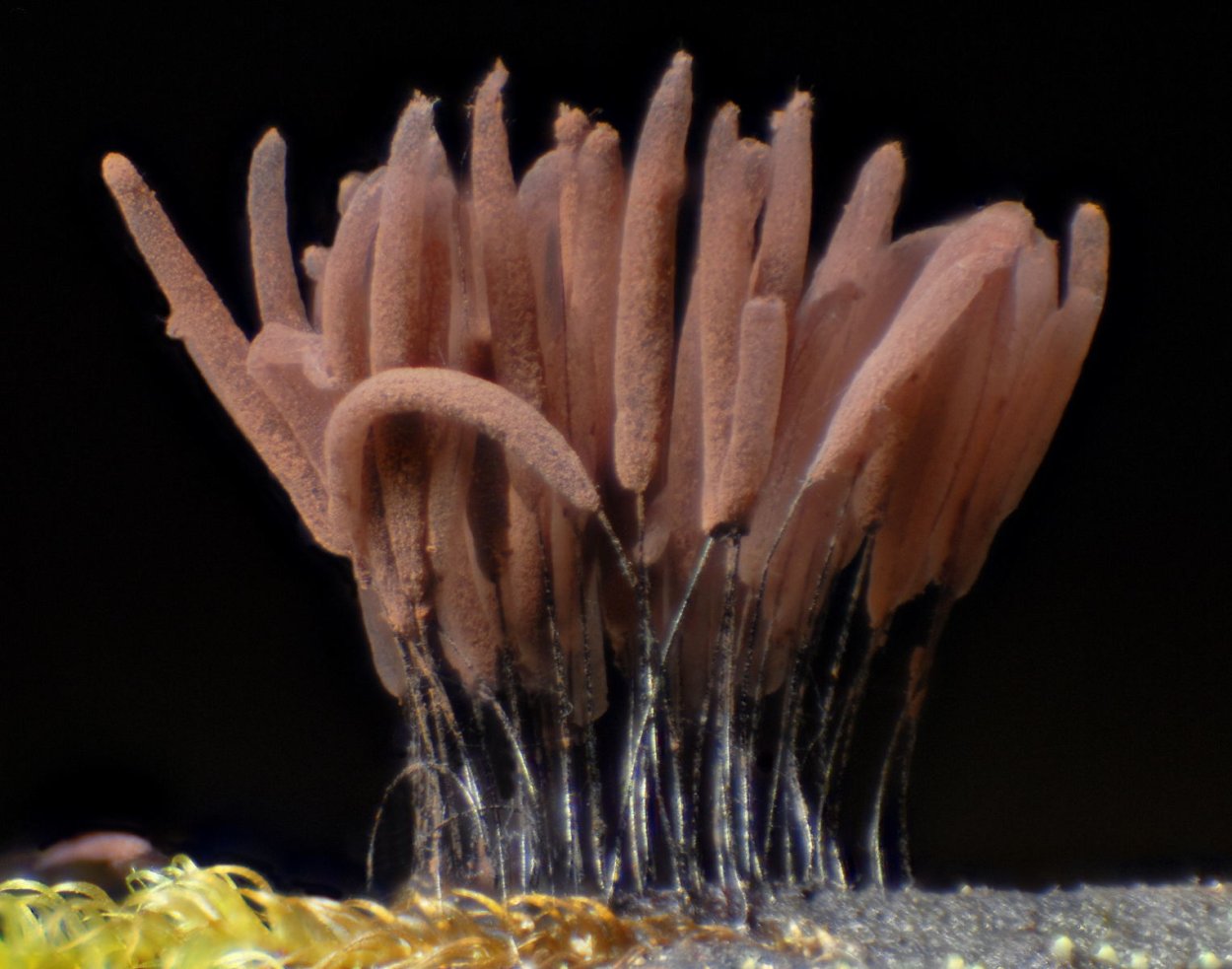 Stemonitis axifera