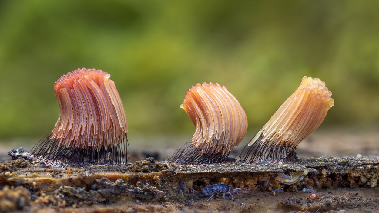 Stemonitis axifera