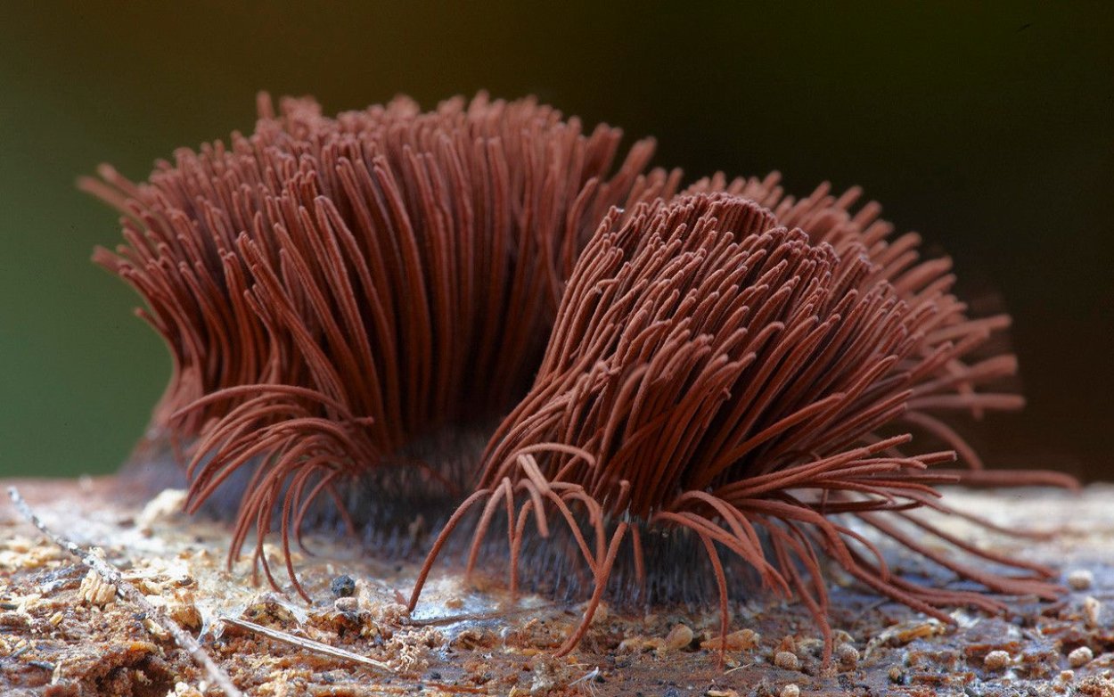 Трихия обманчивая Trichia decipiens