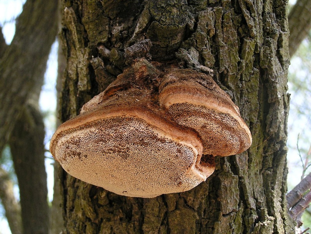 Phellinus Linteus