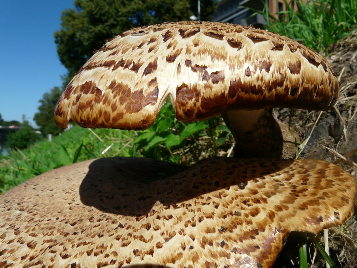 Трутовик чешуйчатый Polyporus squamosus