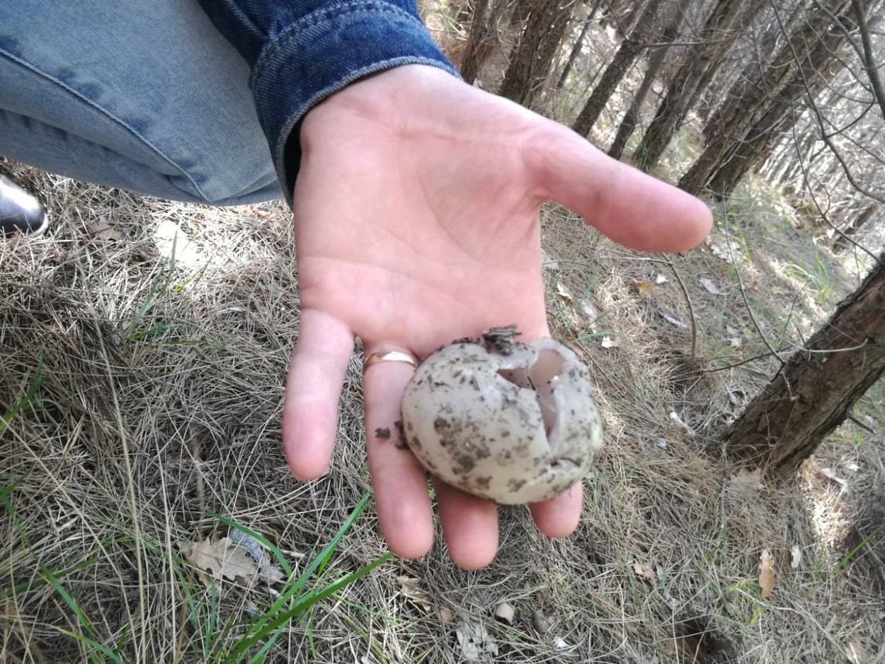 Подберёзовик жестковатый Leccinum duriusculum