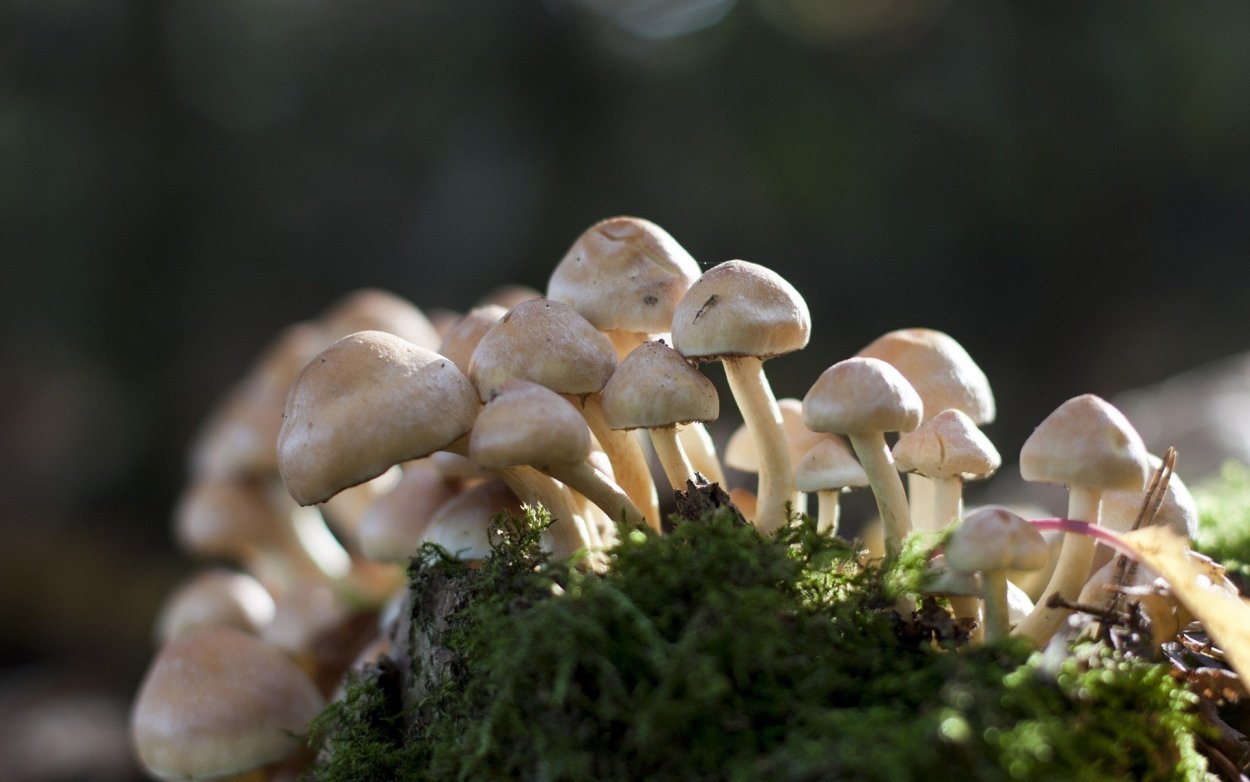 Саркосома шаровидная Sarcosoma globosum