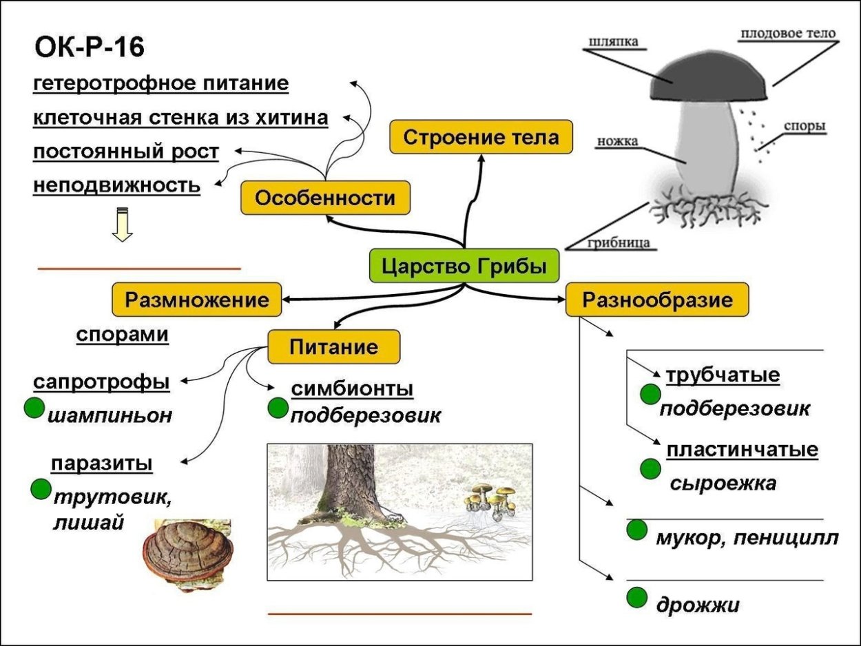 Псилоцибе Семиланцеата