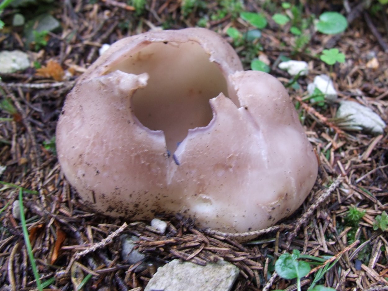 Саркосфера корончатая (Sarcosphaera coronaria).