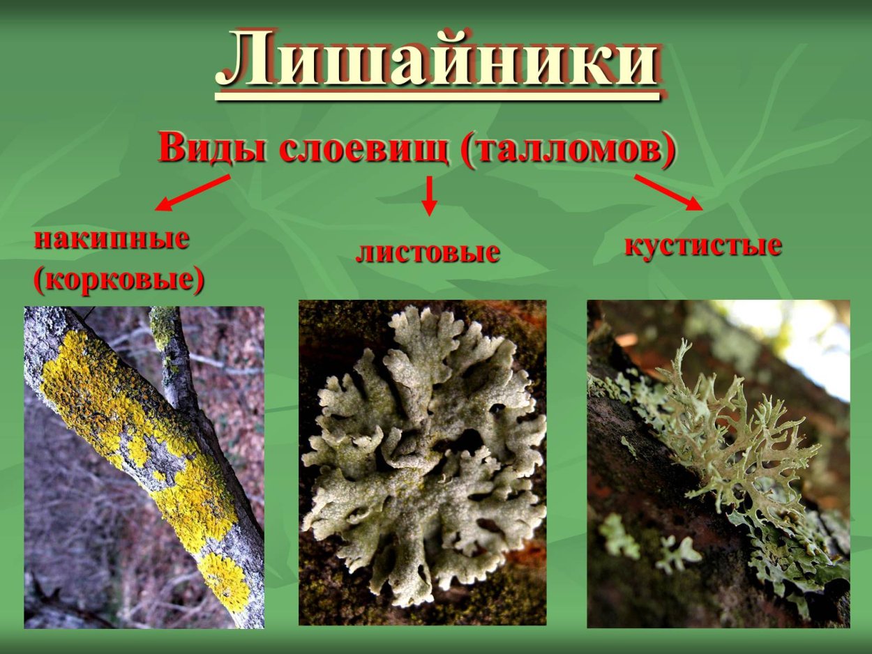 Лишайники накипные листовые кустистые