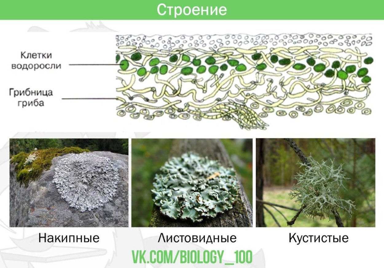 Грибы лишайники