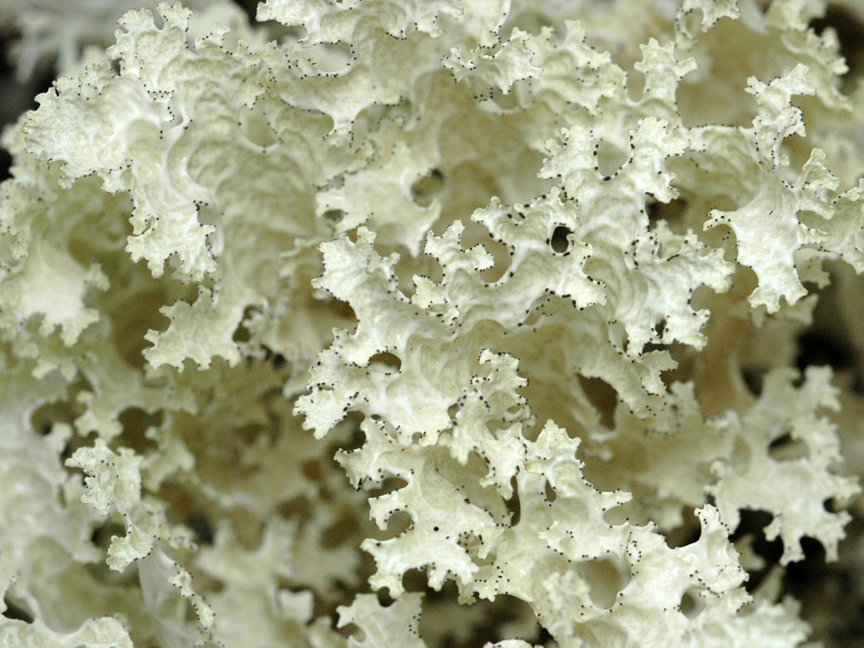 Грибы leratiomyces SP.