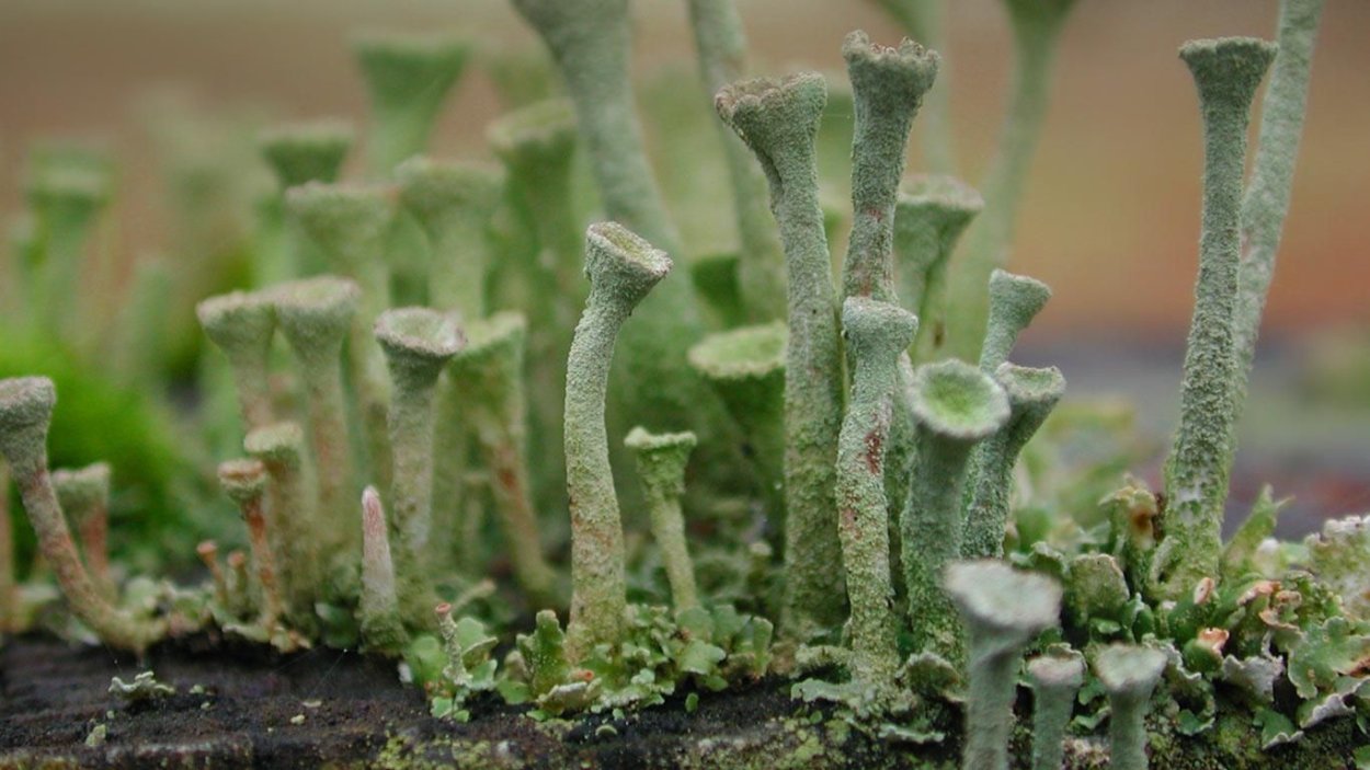 Physcia Stellaris (Фисция звёздчатая