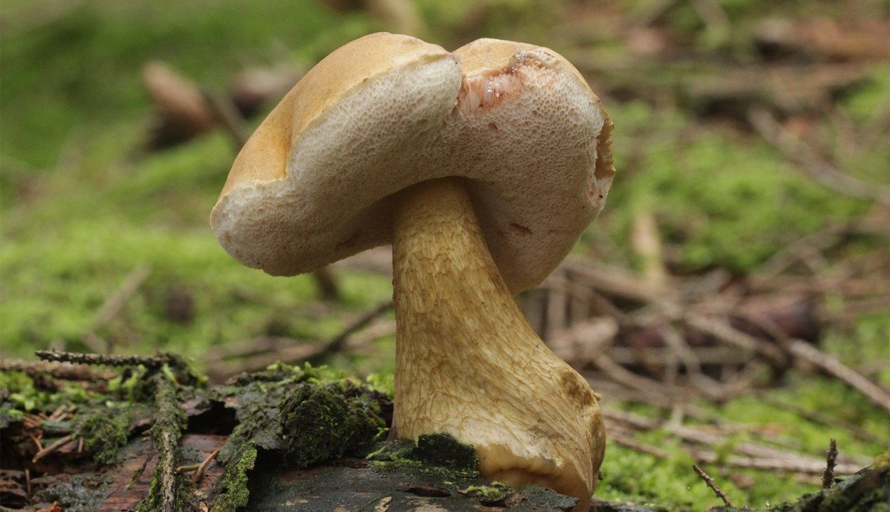 Tylopilus felleus