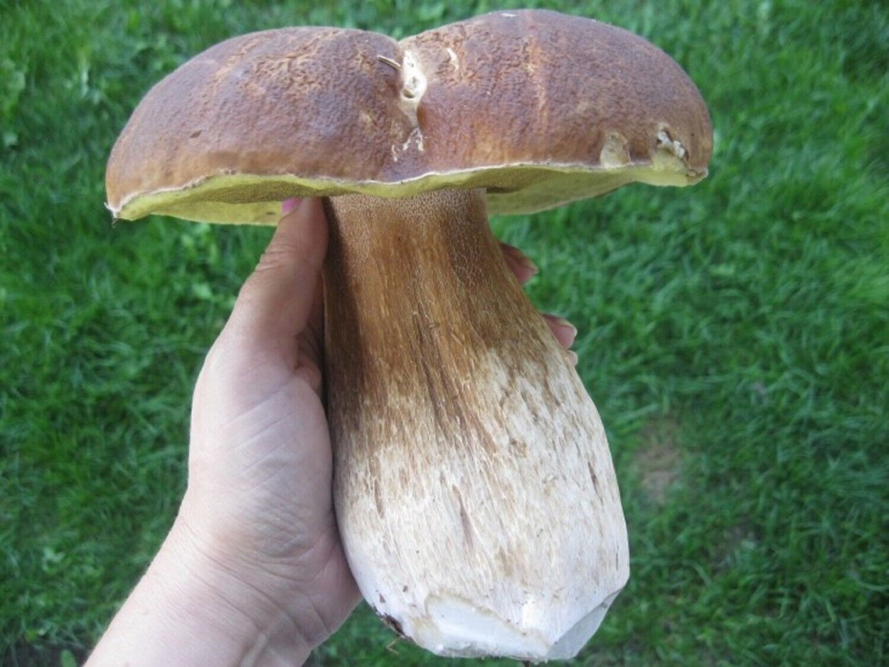 Boletus мицелий