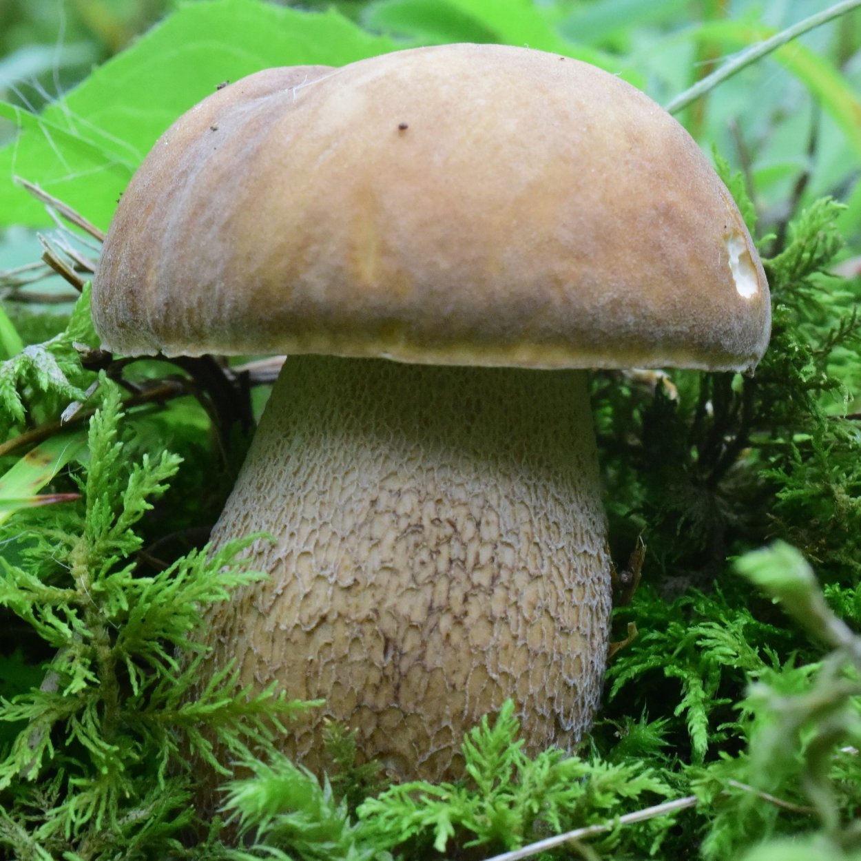 Боровик сетчатый Boletus reticulatus
