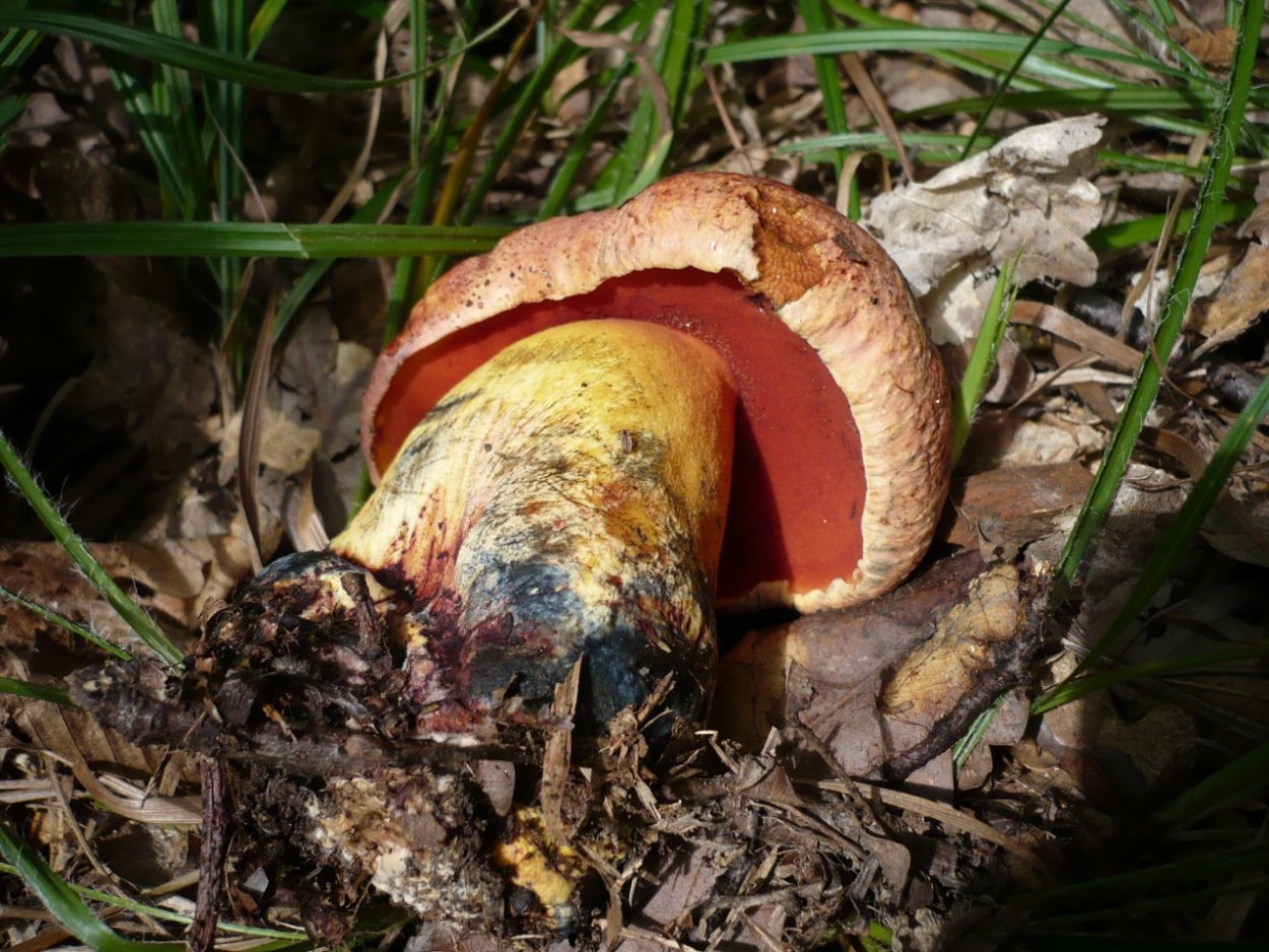 Боровик пурпурный Boletus purpureus