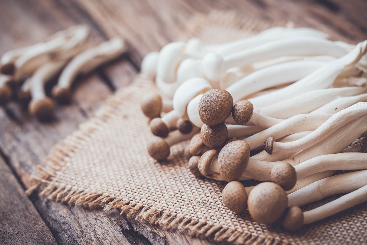 Pleurotus eryngii