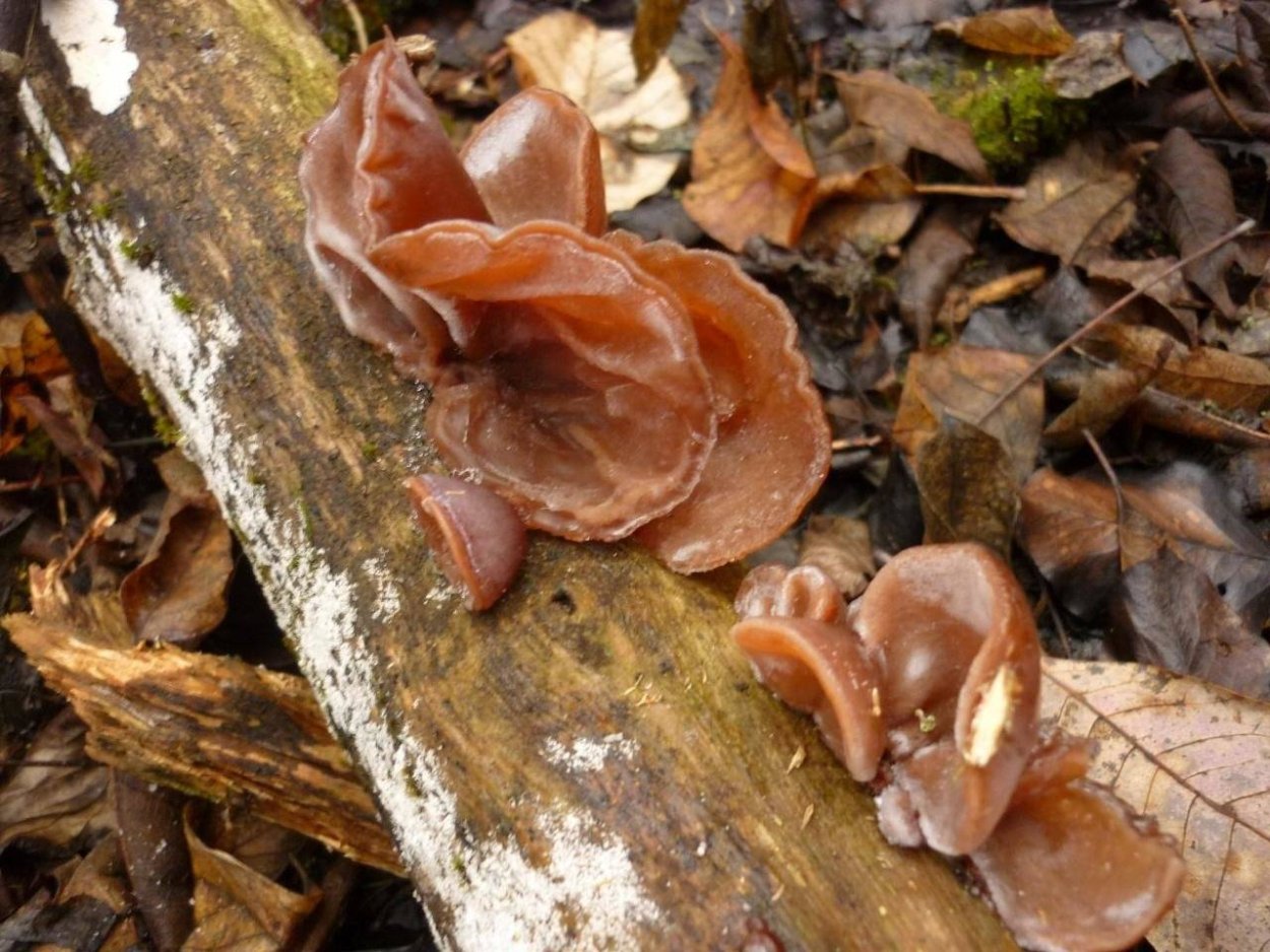 Auricularia auricula-judae