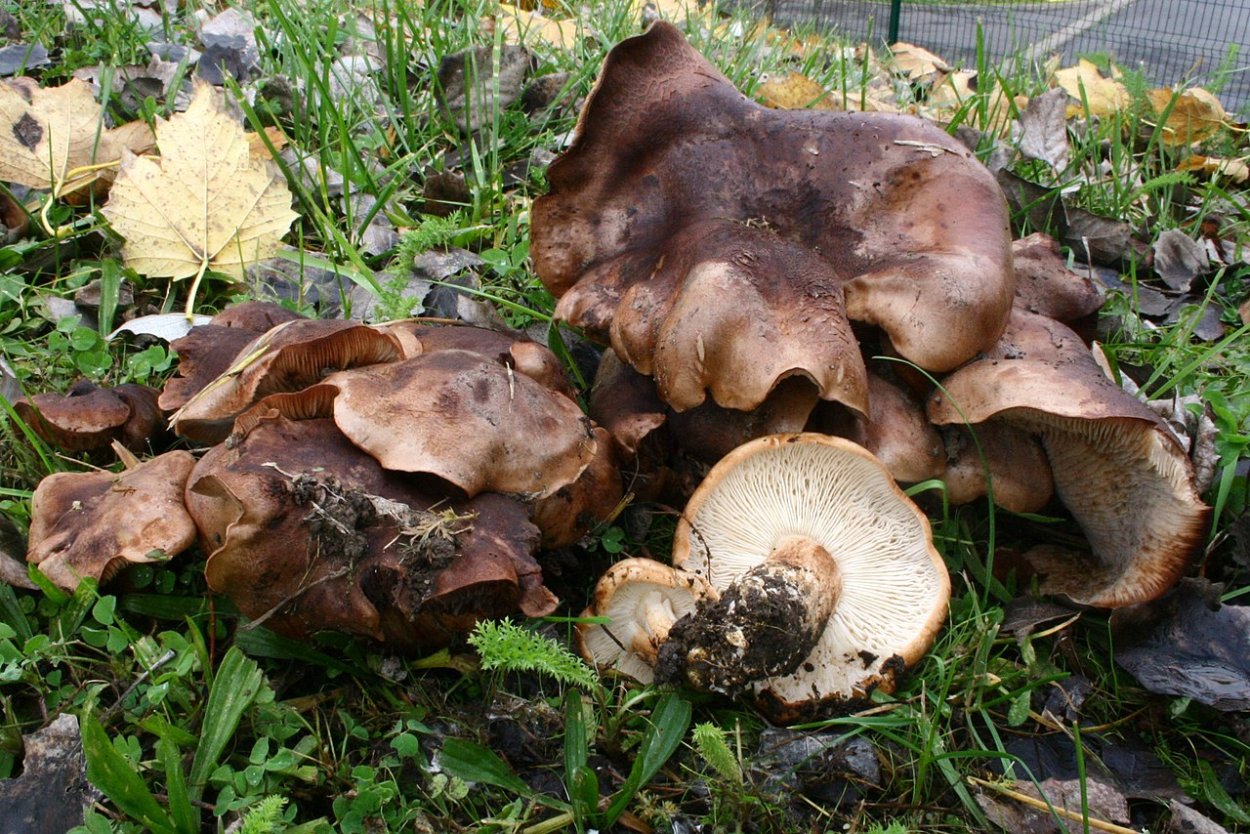 Tricholoma populinum