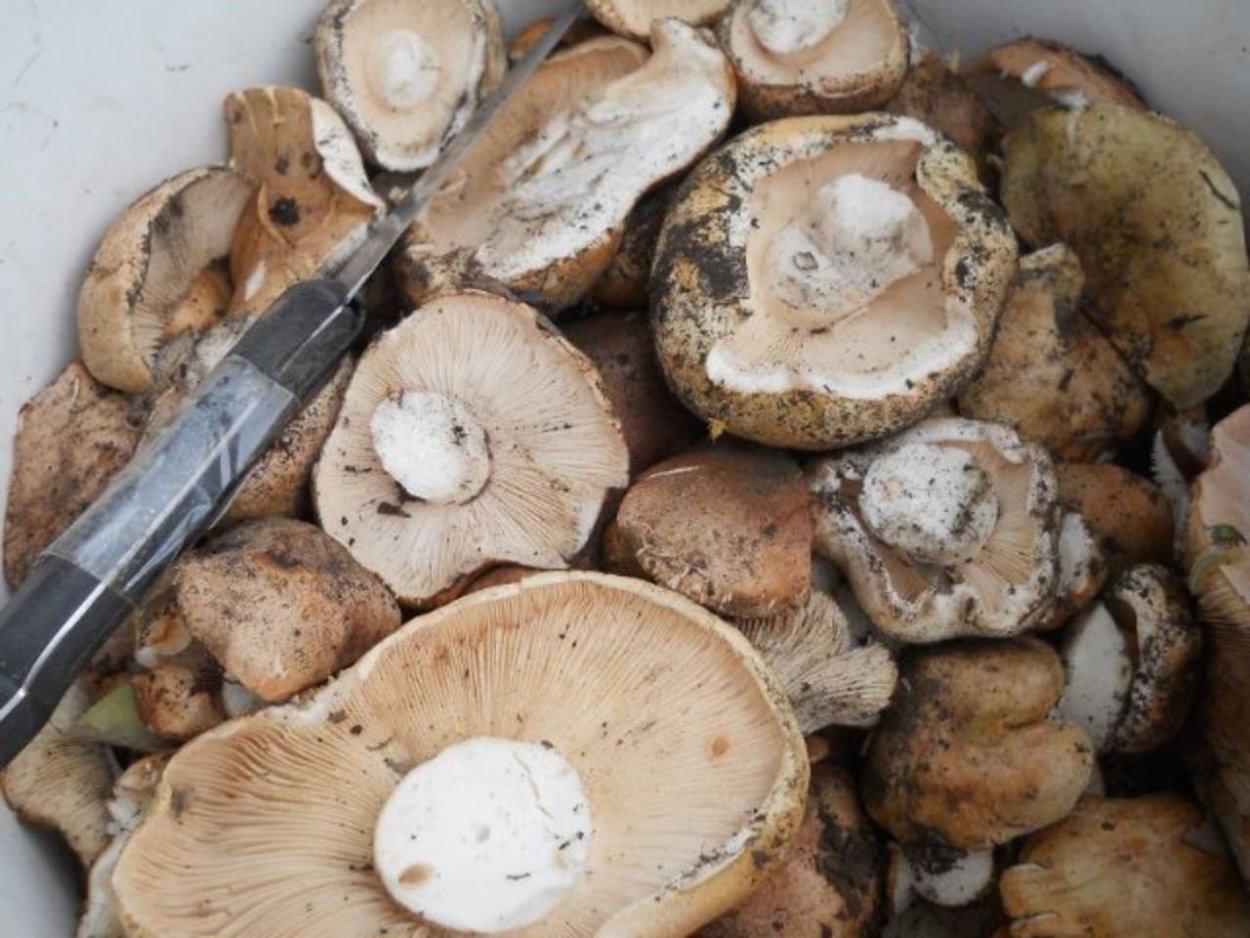 Рядовка пятнистая (Tricholoma pessundatum)