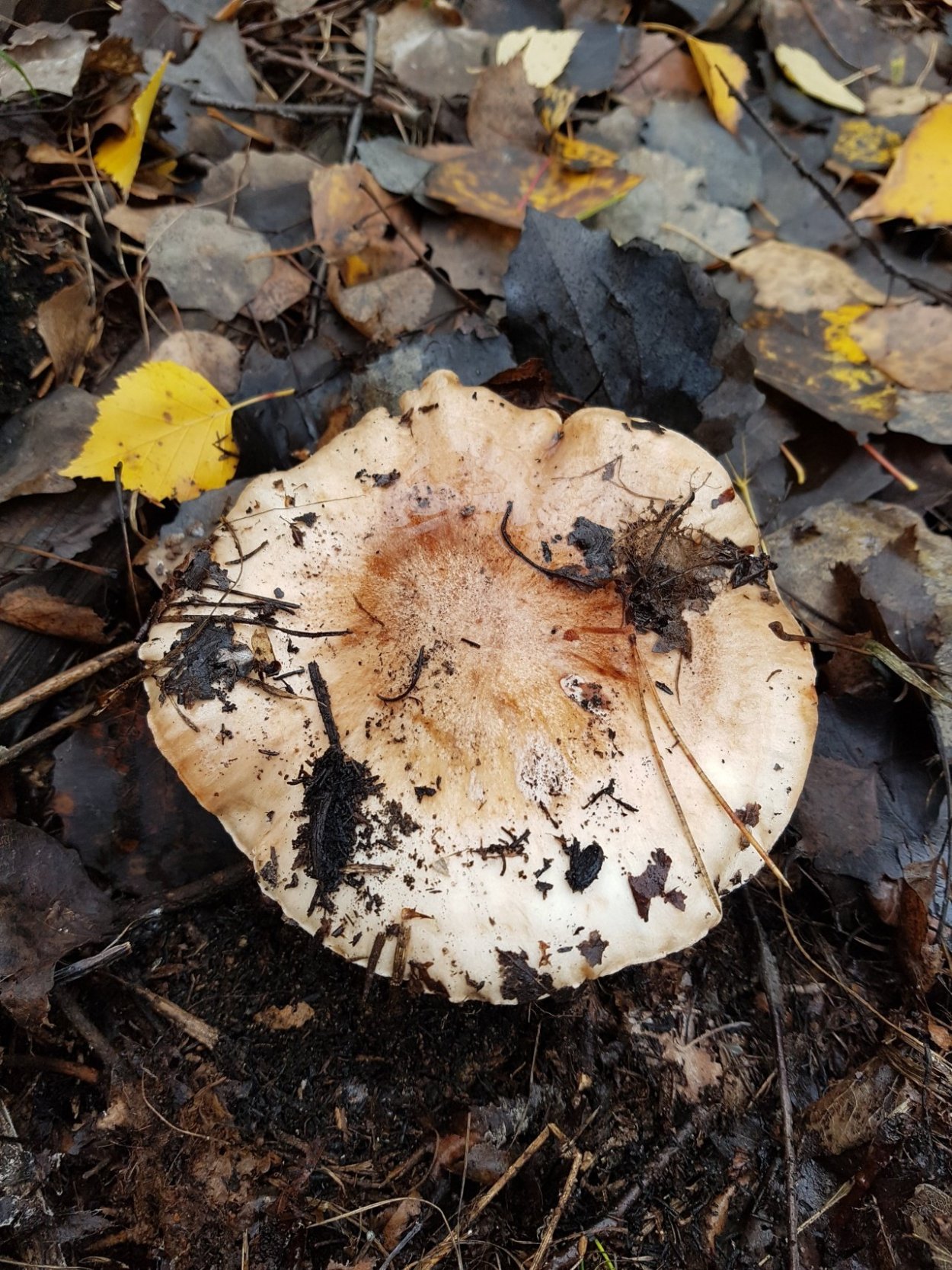 Рядовка опоясанная Tricholoma cingulatum