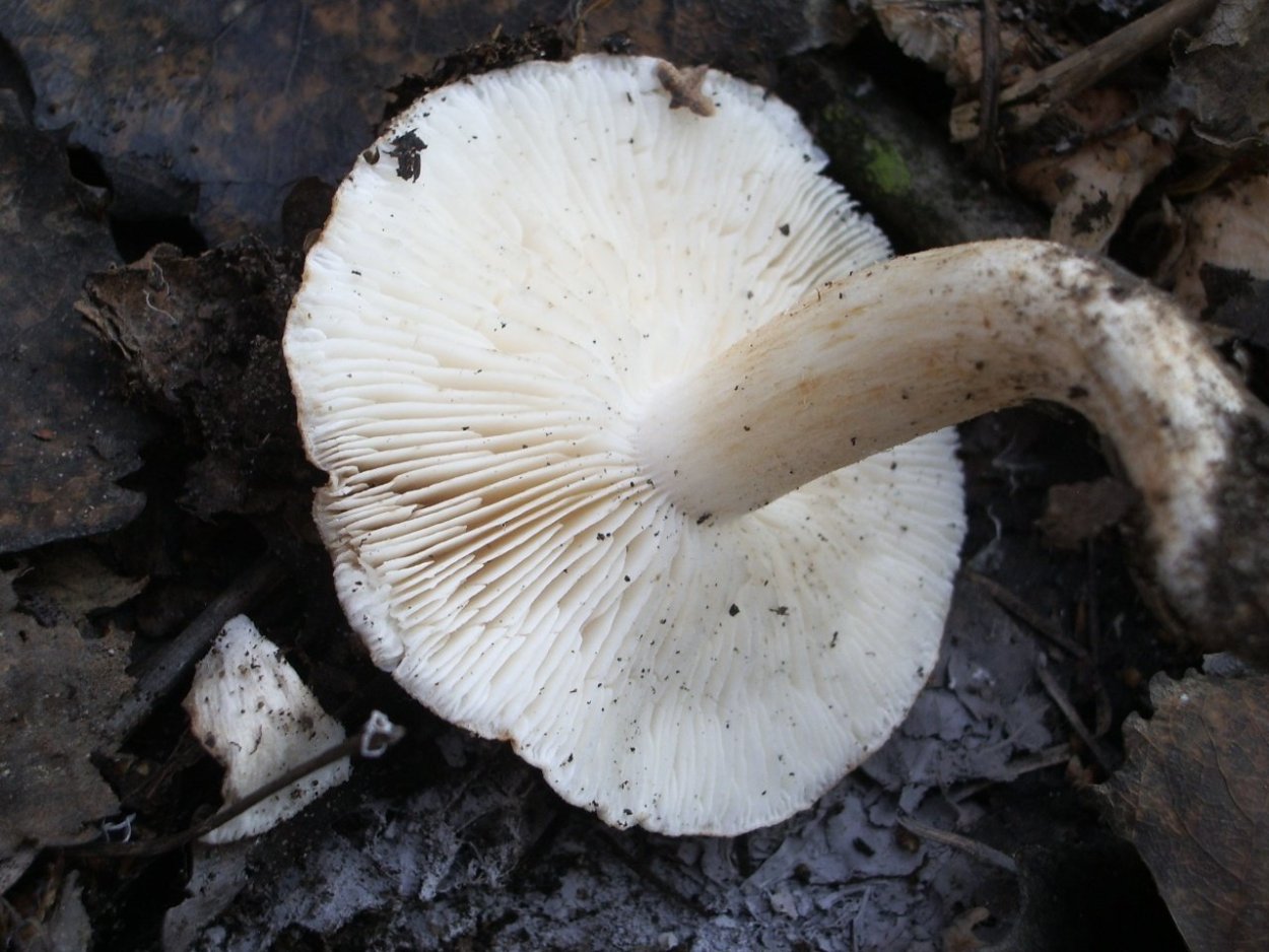 Tricholoma populinum гриб