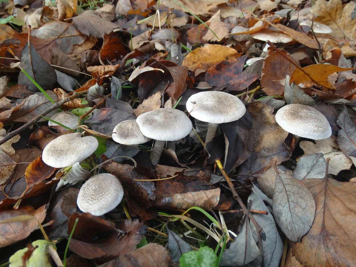 Рядовка надломленная Tricholoma batschii