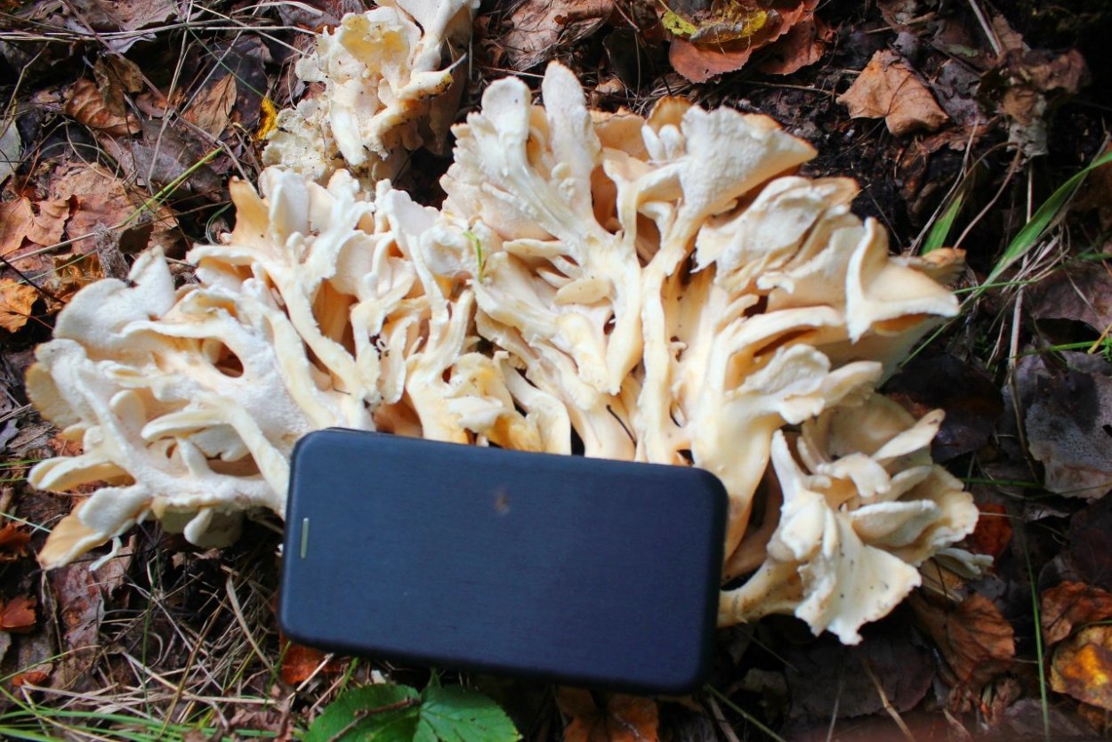 Polyporus umbellatus