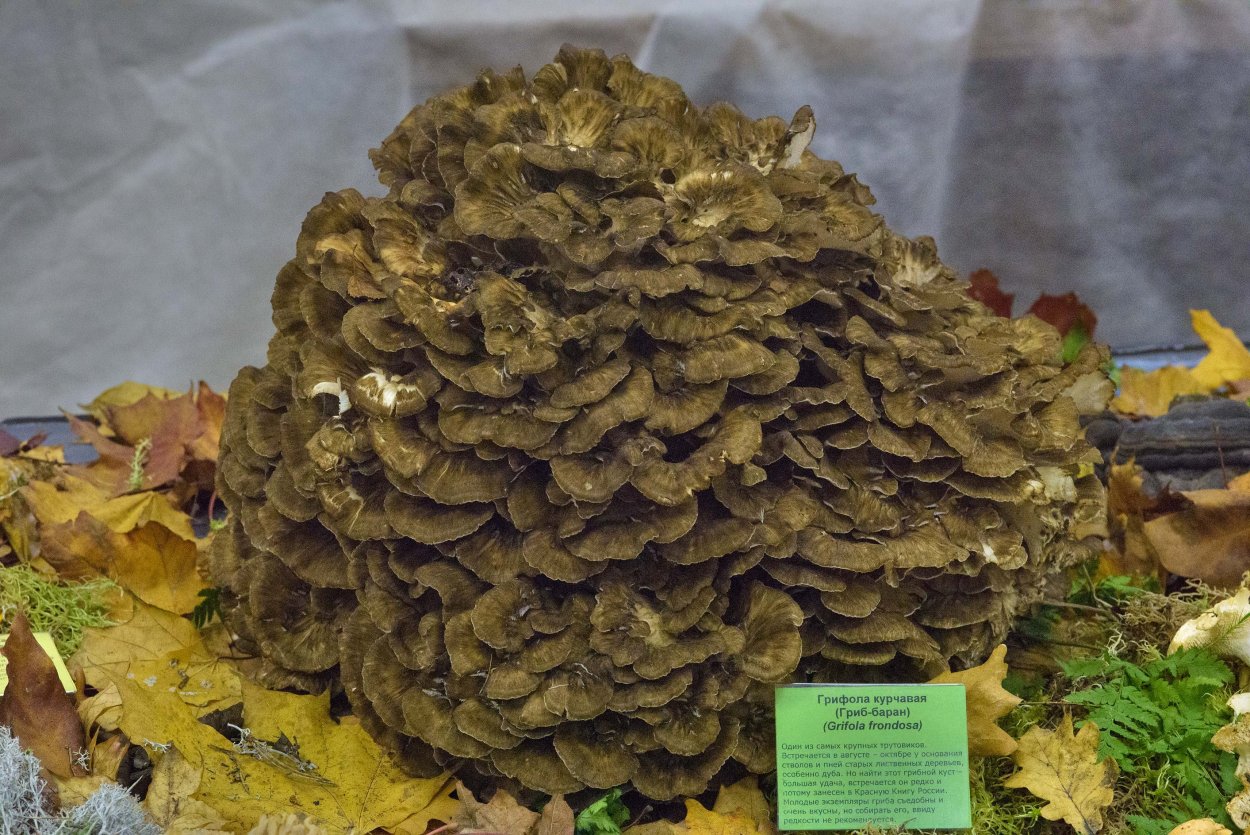 Грифола курчавая