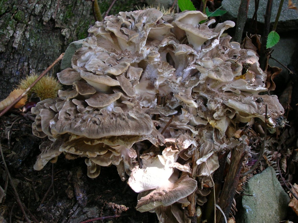 Грифола курчавая