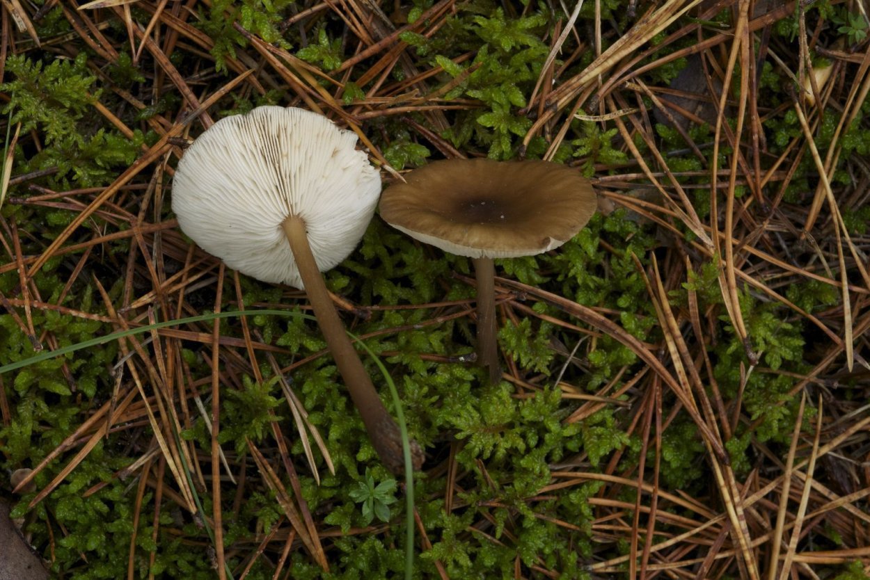 Melanoleuca strictipes - меланолейка прямоногая