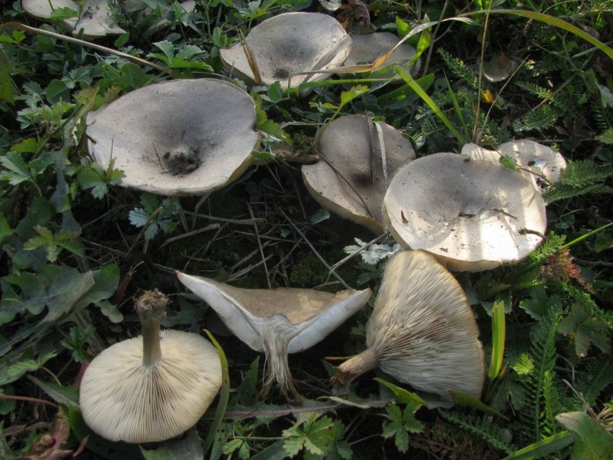 Melanoleuca strictipes
