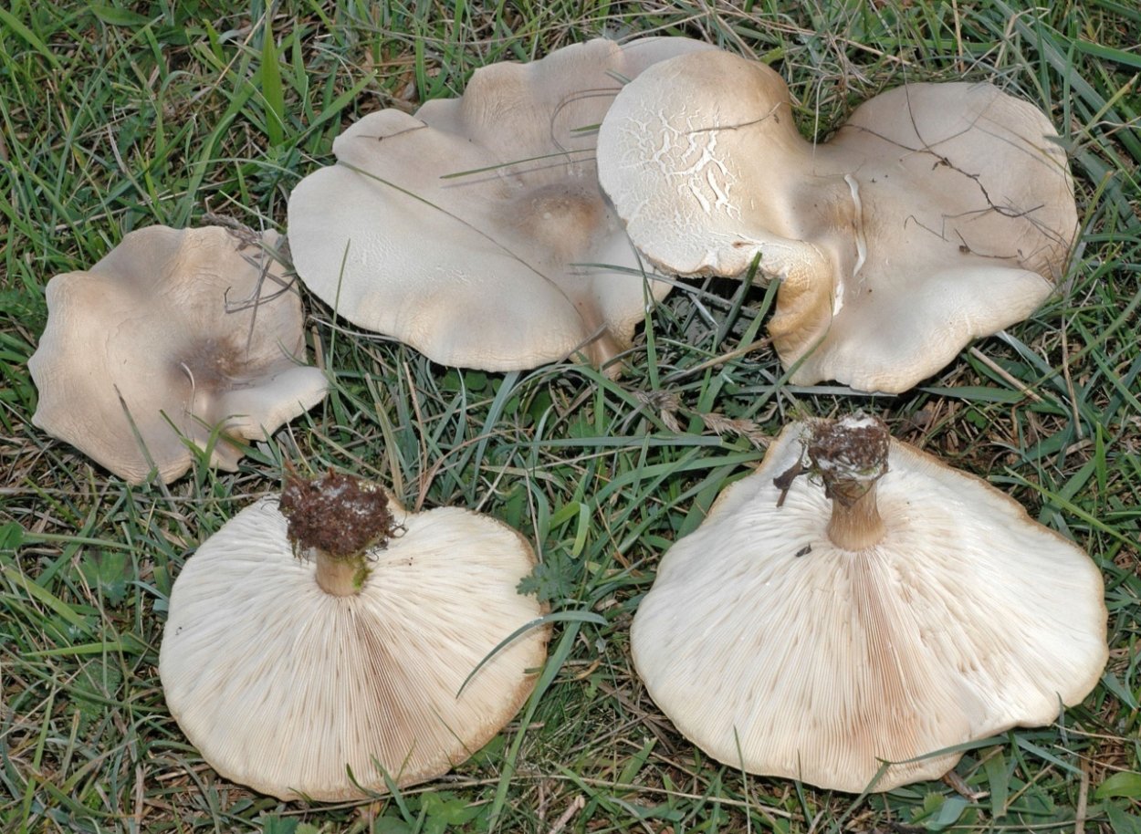 Melanoleuca brevipes
