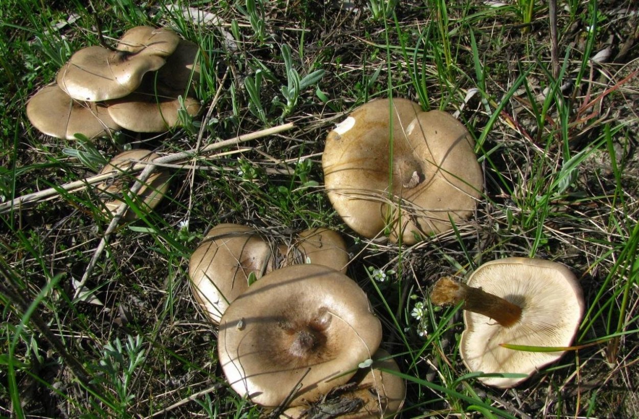 Меланолеука полосатоножковая melanoleuca grammopodia