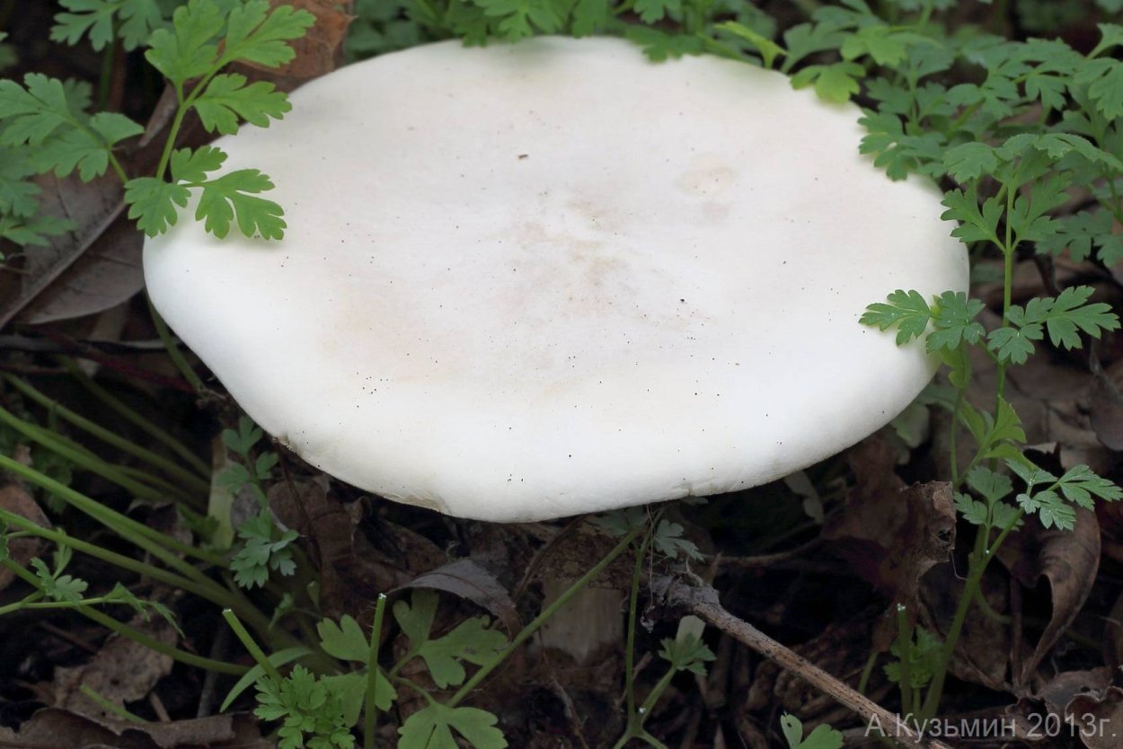 Млечник серо-розовый Lactarius helvus