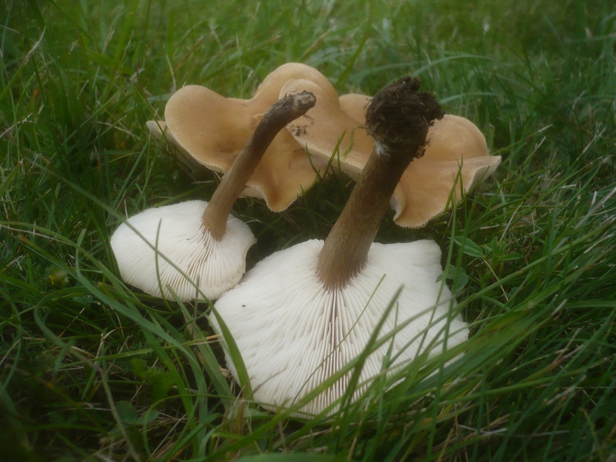 Melanoleuca Melaleuca