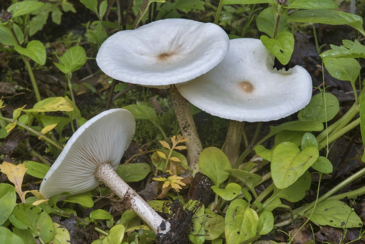 Меланолеука прямоногая melanoleuca strictipes