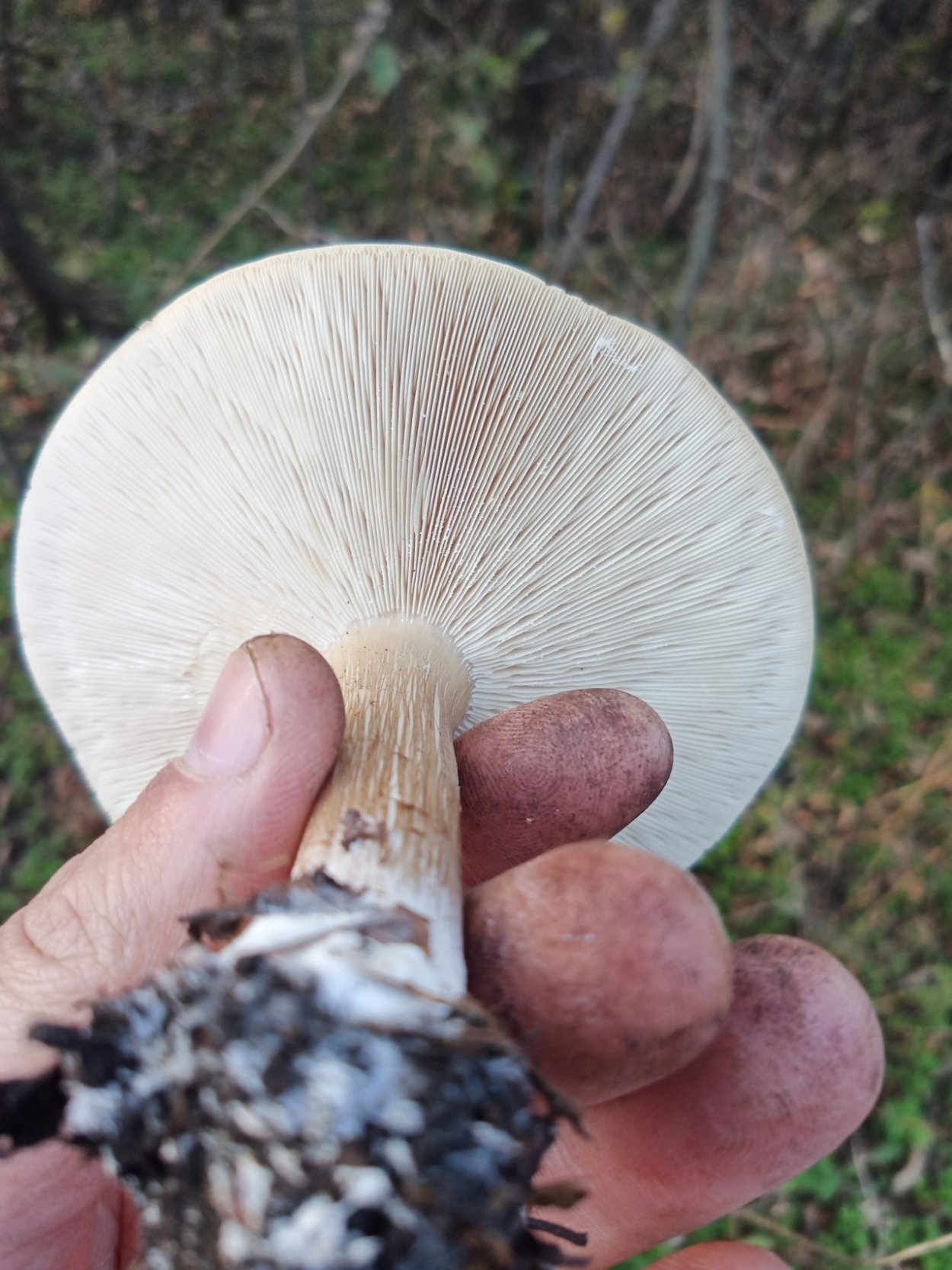 Мегаколлибия широкопластинчатая